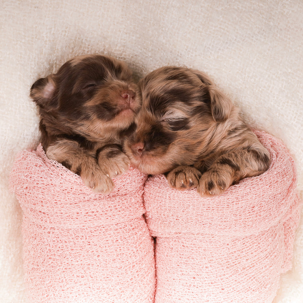 Baby chocolate Merle Labradoodle Puppies in a baby pink blanket courtesy of www.labradoodles.co.uk