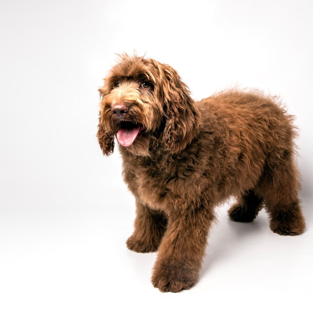 A slightly overweight, fat labradoodle with chocolate red curly fleece coat with ginger highlights
