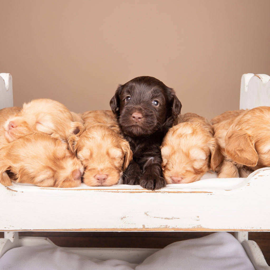 Bigger labradoodle puppies and goldendoodle pups waiting for their Doodle Junior breakfast