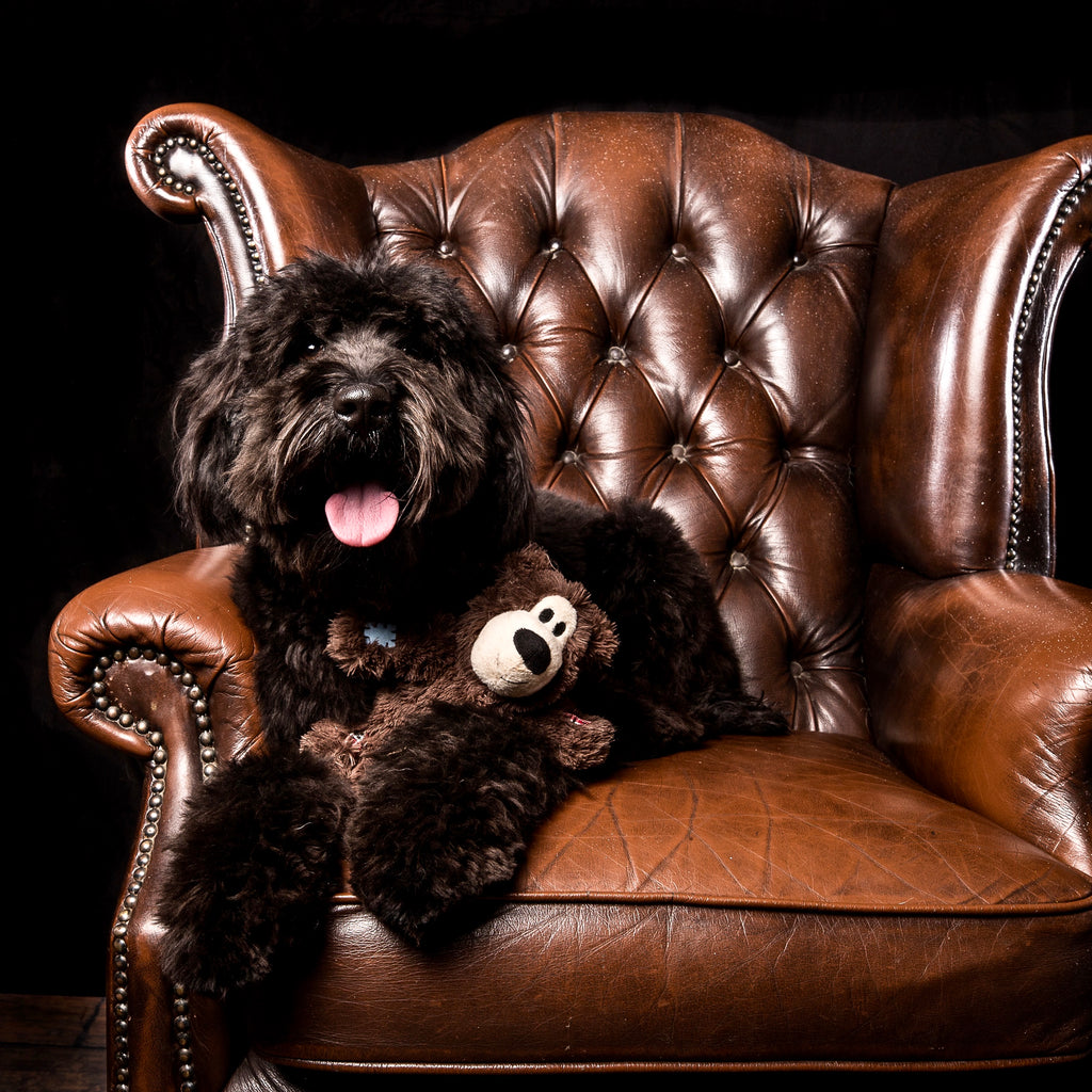 Adorable black Australian Cobberdog with teddybear on chair in studio waiting for his doodle dinner